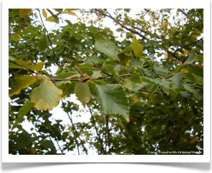 American Beech, Fagus grandifolia, leaves and buds