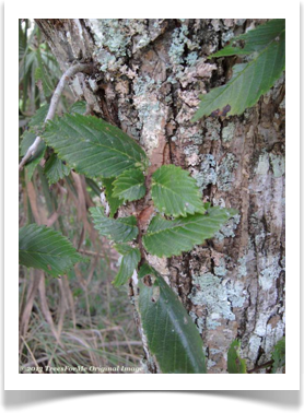 Ulmus americana, American Elm, bark and leaves