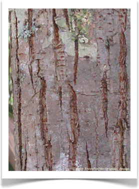 Ulmus americana, American Elm, bark
