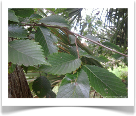 Ulmus americana, American Elm, leaves