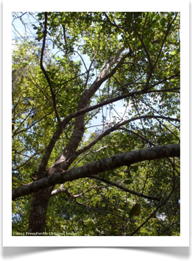 Ulmus americana, American Elm, branches