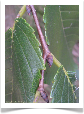 Ulmus americana, American Elm, leaves and buds