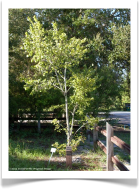 Ulmus americana, American Elm, young tree