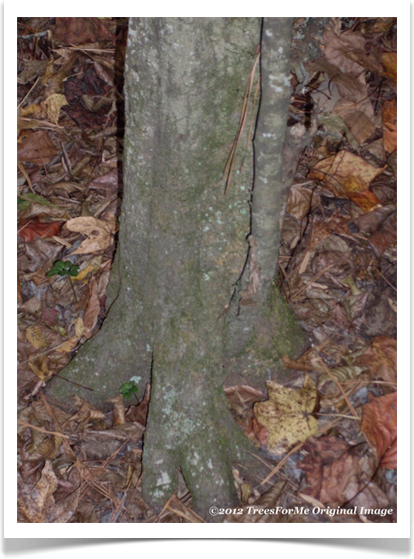American hornbeam, Carpinus caroliniana, trunk base