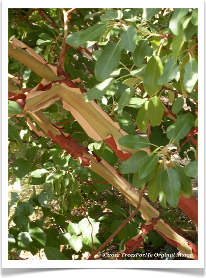 Arbutus xalapensis, Texas madrone, peeling bark
