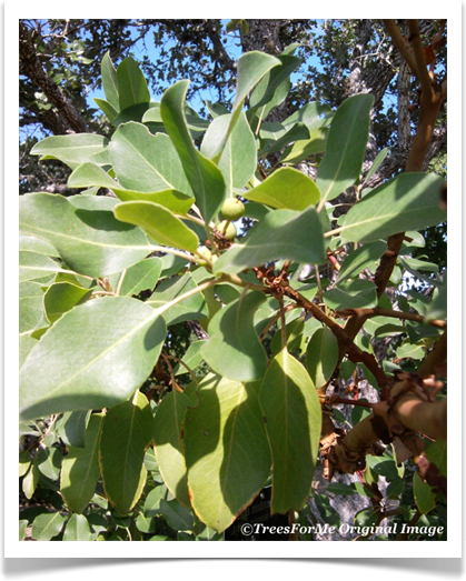 Arbutus xalapensis, Texas madrone, with fruit