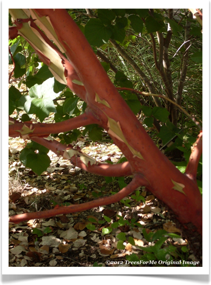 Arbutus xalapensis, Texas madrone, red bark