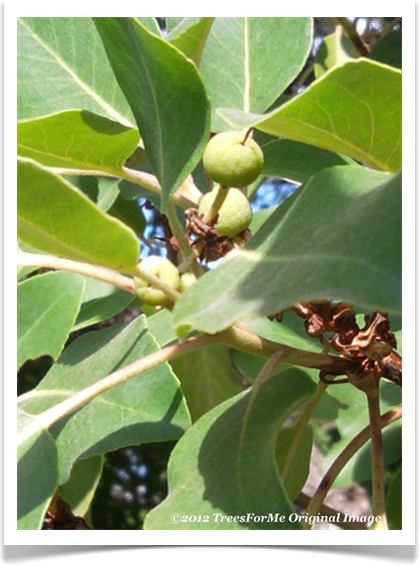 Arbutus xalapensis, Texas madrone, fruit