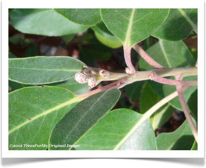 Arbutus xalapensis, Texas madrone, buds