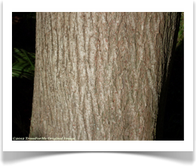 Taxodium distichum, Bald Cypress, mature bark
