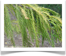 Taxodium distichum, Bald Cypress, needle like leaves