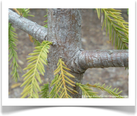 Taxodium distichum, Bald Cypress, new growth