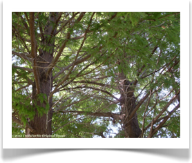 Taxodium distichum, Bald Cypress, towering canopy