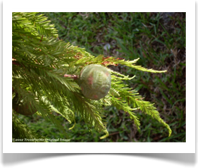 Taxodium distichum, Bald Cypress, cone and foliage