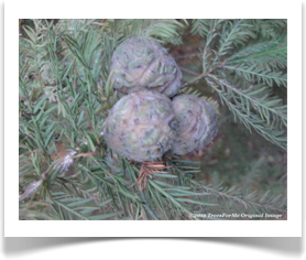 Taxodium distichum, Bald Cypress, cone cluster