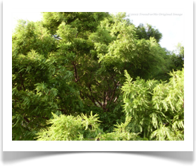 Taxodium distichum, Bald Cypress, crown