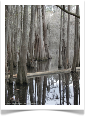Baldcypress, Taxodium distichum, growing in the water