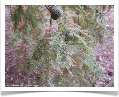 bald_cypress_foliage_and_cones800x600