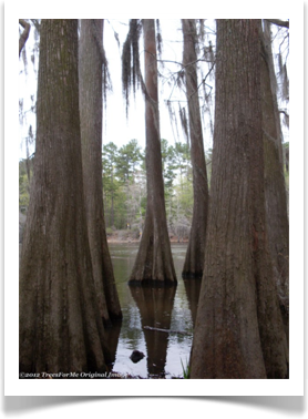 Baldcypress, Taxodium distichum, reflection in still waters of the bayou