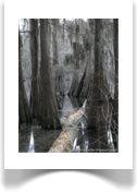 bald_cypress_with_moss_and_fallen_tree600x800