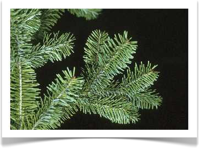 Balsam fir, Abies balsamea, needles