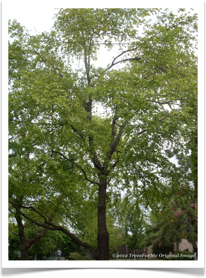 betula_nigra_river_birch_mature_tree600x800