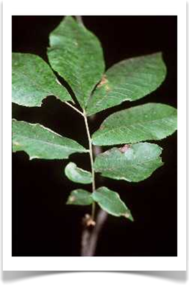 bitternut hickory carya cordiformis bark and leaf