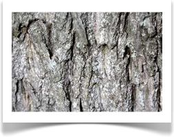 Black walnut, Juglans nigra, bark
