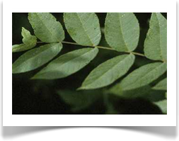 Black walnut, Juglans nigra, leaves