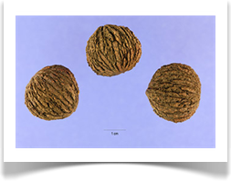 Black walnut, Juglans nigra, nuts