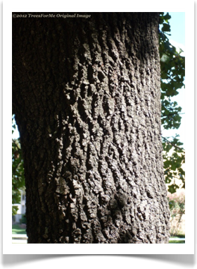 Quercus marilandica, Blackjack Oak, mature trunk