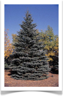 Picea pungens, Blue Spruce
