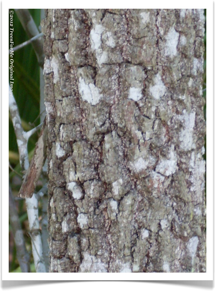 Bluejack Oak, Quercus incana, mature bark