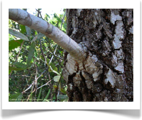 Bluejack Oak, Quercus incana, branch bark