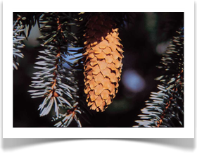 blue_spruce_picea_pungens_cone_pdb