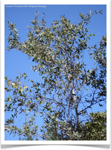 Bluejack Oak, Quercus incana, crown