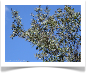 Bluejack Oak, Quercus incana, foliage