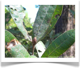 Bluejack Oak, Quercus incana, leaves