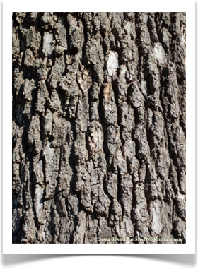Bur Oak, Quercus macrocarpa, bark