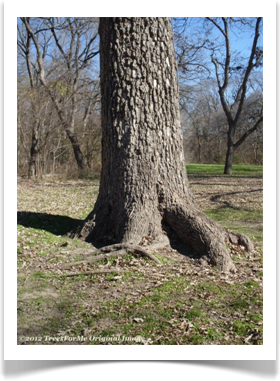 Bur Oak, Quercus macrocarpa, mature trunk