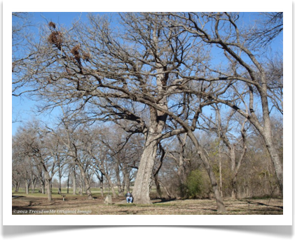 Bur Oak, Quercus macrocarpa, winter structure bicentennial oak