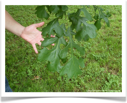 Bur Oak, Quercus macrocarpa, large leaves