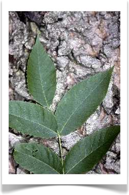 butternut juglans cinerea bark and leaves