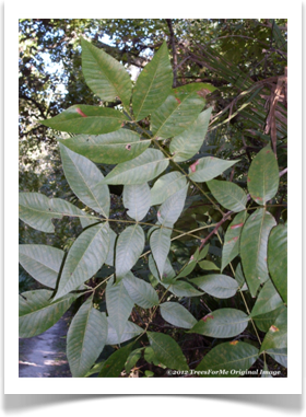 Carya glabra, Pignut Hickory, leaves