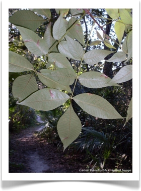 Carya glabra, Pignut Hickory, leaf undersides