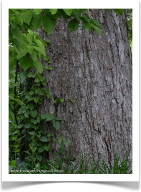 Carya illinoinensis, pecan tree, bark