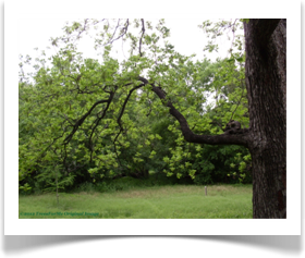 Carya illinoinensis, pecan tree, low branch