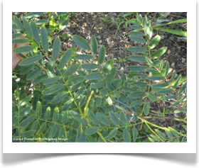 Carya illinoinensis, pecan tree, foliage
