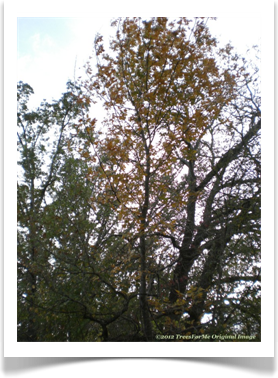 Carya texana, Black Hickory, fall colors