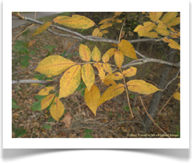 Carya texana, Black Hickory, fall foliage